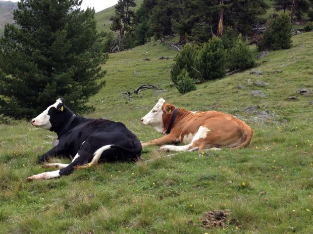 Rinder im Matscher Tal. Rinder im Matscher Tal.