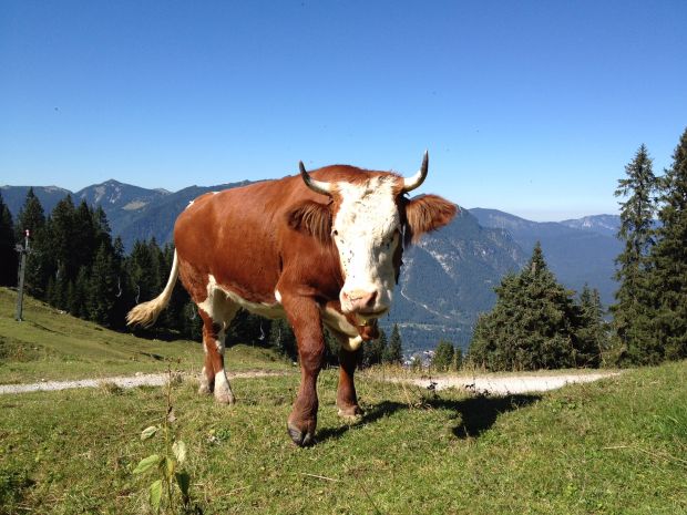 Rind auf der Kreuzalm oberhalb von Garmisch-Partenkirchen. Rind auf der Kreuzalm oberhalb von Garmisch-Partenkirchen.