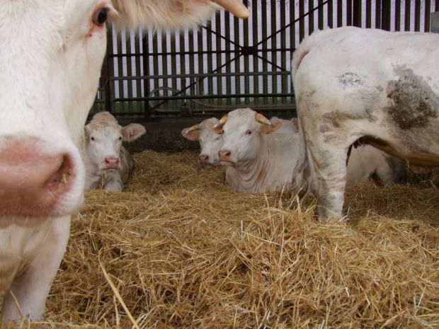 Rinder der Rasse Charolais in einem Offenstall. Rinder der Rasse Charolais in einem Offenstall.