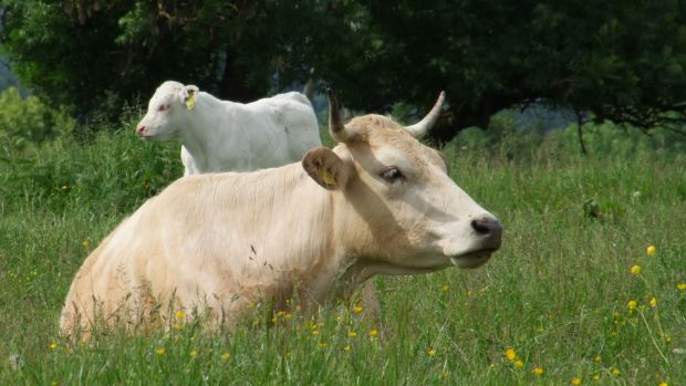 Weidende Charolais auf dem Hofgut Rehbachtal in Mittelhessen. Weidende Charolais auf dem Hofgut Rehbachtal in Mittelhessen.