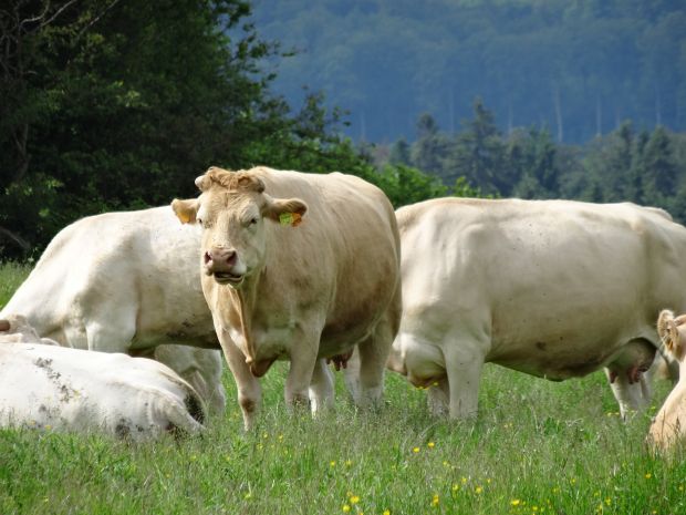 Charolais und Simmentaler auf Hofgut Rehbachtal im hessischen Lahn-Dill-Kreis. Charolais und Simmentaler auf Hofgut Rehbachtal im hessischen Lahn-Dill-Kreis.