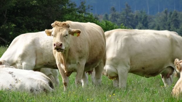 Die anhaltende Hitzewelle nimmt den Weiderindern die Futtergrundlage. Immer mehr Landwirte geben die Tiere deshalb vorzeitig an die Schlachtereien ab. Die anhaltende Hitzewelle nimmt den Weiderindern die Futtergrundlage. Immer mehr Landwirte geben die Tiere deshalb vorzeitig an die Schlachtereien ab.