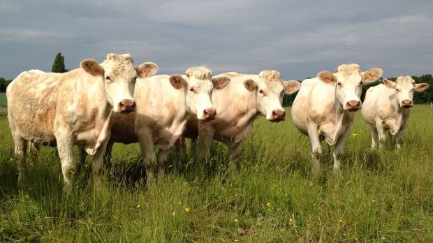 Charolais-Herde in La Loge-aux-Chèvres. Charolais-Herde in La Loge-aux-Chèvres.
