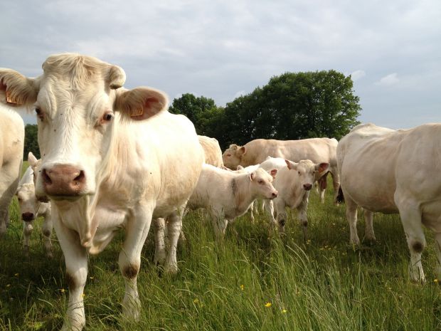 Charolais-Herde in La Loge-aux-Chèvres. Charolais-Herde in La Loge-aux-Chèvres.