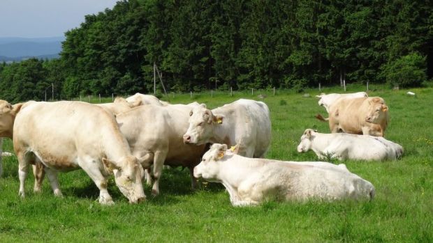 Charolais und Simmentaler auf Hofgut Rehbachtal im hessischen Lahn-Dill-Kreis. Charolais und Simmentaler auf Hofgut Rehbachtal im hessischen Lahn-Dill-Kreis.