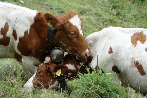 Jungrinder am Ofterschwanger Horn im Allgäu. Jungrinder am Ofterschwanger Horn im Allgäu.