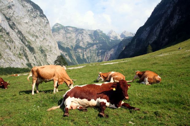 Rinder auf der Fischunkelalm am Obersee in den Berchtesgadener Alpen. Rinder auf der Fischunkelalm am Obersee in den Berchtesgadener Alpen.