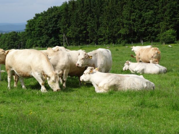 Charolais und Simmentaler auf Hofgut Rehbachtal im hessischen Lahn-Dill-Kreis. Charolais und Simmentaler auf Hofgut Rehbachtal im hessischen Lahn-Dill-Kreis.