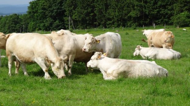Charolais und Simmentaler auf Hofgut Rehbachtal im hessischen Lahn-Dill-Kreis. Charolais und Simmentaler auf Hofgut Rehbachtal im hessischen Lahn-Dill-Kreis.