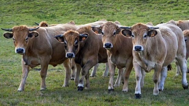 In Hessen wurde Rinderherpes in zwei Landkreisen festgestellt. In Hessen wurde Rinderherpes in zwei Landkreisen festgestellt.