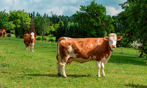 Milchkühe in einem Tierschutzlabel-Betrieb. Milchkühe in einem Tierschutzlabel-Betrieb.