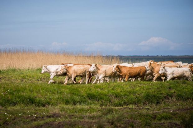 Rinder der Rasse Uckermärker in Weidehaltung. Rinder der Rasse Uckermärker in Weidehaltung.