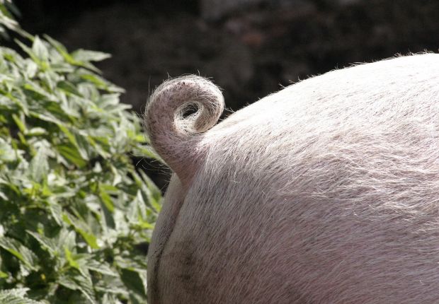 Noch fehlt eine sichere und dauerhafte Lösung, die das Schwanzbeißen verhindert. Noch fehlt eine sichere und dauerhafte Lösung, die das Schwanzbeißen verhindert.