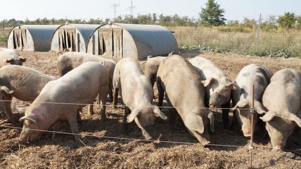 Die AbL fordert Geld und klare Ziele für Umbau der Schweinehaltung Die AbL fordert Geld und klare Ziele für Umbau der Schweinehaltung