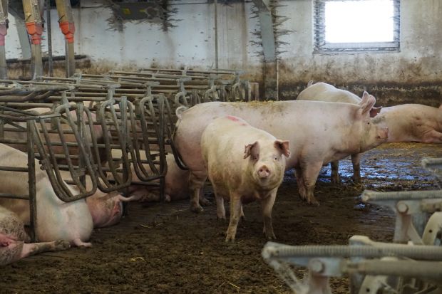 Gerade aus der Haltung von Zuchtsauen steigen immer mehr Landwirte aus. Gerade aus der Haltung von Zuchtsauen steigen immer mehr Landwirte aus.