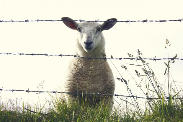 Schaf auf der Weide Schaf auf der Weide
