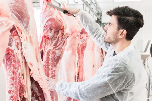 Zerlegen einer Schweinehälfte. Zerlegen einer Schweinehälfte.