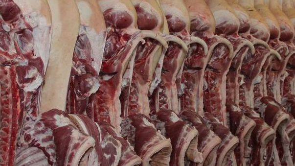 Diese Schweinehälften müssen noch klassifiziert werden. Diese Schweinehälften müssen noch klassifiziert werden.