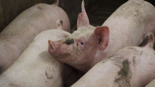 Nach Angaben der VEZG war das Angebot schlachtreifer Schweine weiterhin nicht zu umfangreich. Nach Angaben der VEZG war das Angebot schlachtreifer Schweine weiterhin nicht zu umfangreich.