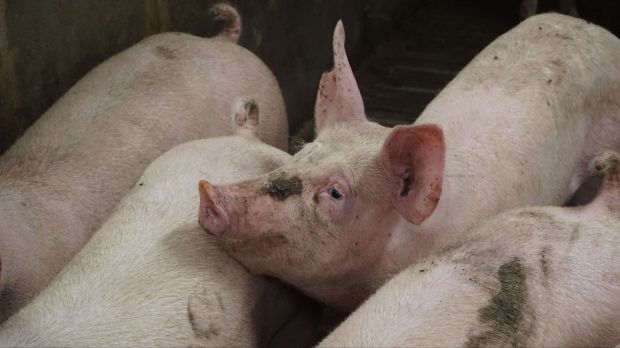 Nach der Sommerhitze fällt das Angebot an schlachtreifen Schweinen zu Beginnder neuen Woche wieder etwas umfangreicher aus. Nach der Sommerhitze fällt das Angebot an schlachtreifen Schweinen zu Beginnder neuen Woche wieder etwas umfangreicher aus.