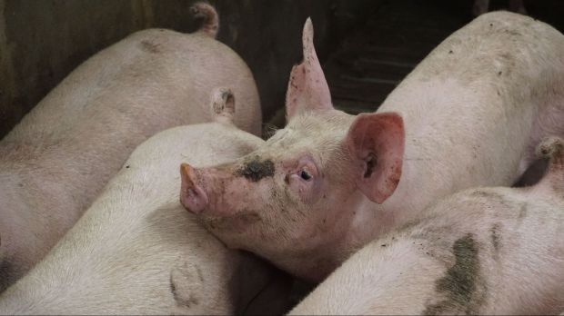 Die Erhebung, Dokumentation und Rückmeldung der Organbefunde von Schlachttieren ist ein wichtiges Instrument, um die Tiergesundheit zu bewerten. Die Erhebung, Dokumentation und Rückmeldung der Organbefunde von Schlachttieren ist ein wichtiges Instrument, um die Tiergesundheit zu bewerten.