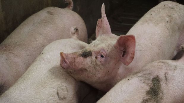 Nach dem Rückgang des Schlachtschweinepreises gestaltet sich der Markt nun wesentlich ausgeglichener. Nach dem Rückgang des Schlachtschweinepreises gestaltet sich der Markt nun wesentlich ausgeglichener.
