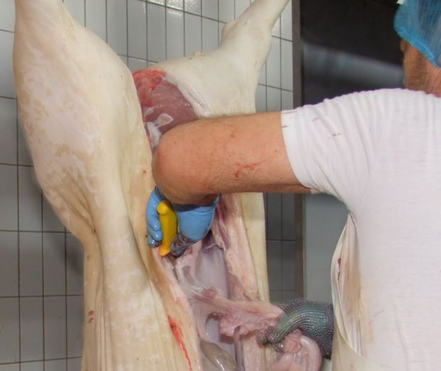 Ausweiden eines Schweins bei der Schlachtung. Ausweiden eines Schweins bei der Schlachtung.