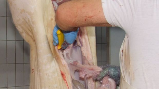 Die Schlachthöfe produzierten im ersten Halbjahr mehr Fleisch als im Vergleichszeitraum 2017. Die Schlachthöfe produzierten im ersten Halbjahr mehr Fleisch als im Vergleichszeitraum 2017.