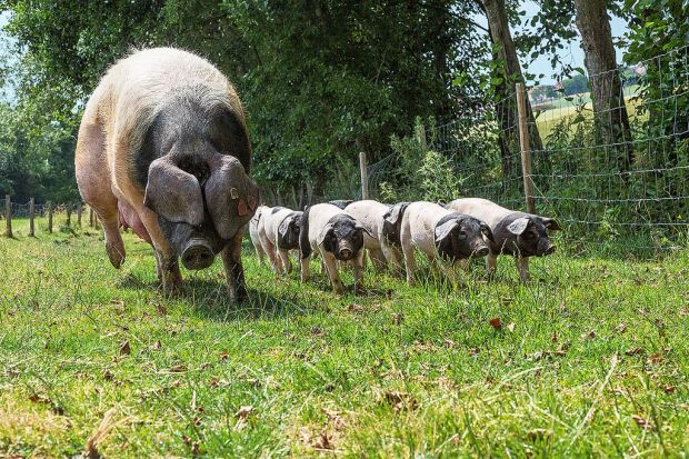 Gefährdete Rasse: Schwäbisch-Hällische Landschweine. Gefährdete Rasse: Schwäbisch-Hällische Landschweine.