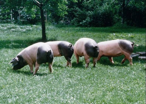 Das Aussehen dieser Schwäbisch-Hällischen Schweine erscheint recht eigentümlich durch die Zweifarbigkeit. Das Aussehen dieser Schwäbisch-Hällischen Schweine erscheint recht eigentümlich durch die Zweifarbigkeit.