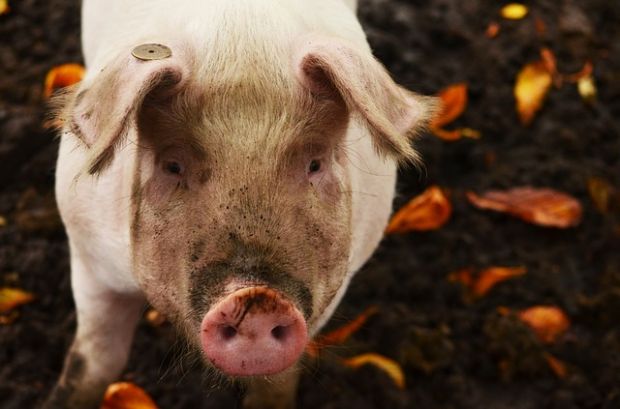 Vor dem Reformationstag und Allerheiligen geraten die Preise für Schlachtschweine in der Europäischen Union unter Druck. In Belgien ist zudem am 2. November ein weiterer Feiertag: Allerseelen. Vor dem Reformationstag und Allerheiligen geraten die Preise für Schlachtschweine in der Europäischen Union unter Druck. In Belgien ist zudem am 2. November ein weiterer Feiertag: Allerseelen.