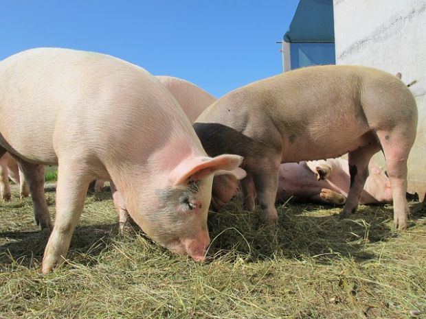 Der Widerstand gegen weitere Preiserhöhungen für Schlachtschweine wächst. Die höheren Notierungen ließen sich kaum noch bei den Fleischpreisen umsetzen. Der Widerstand gegen weitere Preiserhöhungen für Schlachtschweine wächst. Die höheren Notierungen ließen sich kaum noch bei den Fleischpreisen umsetzen.