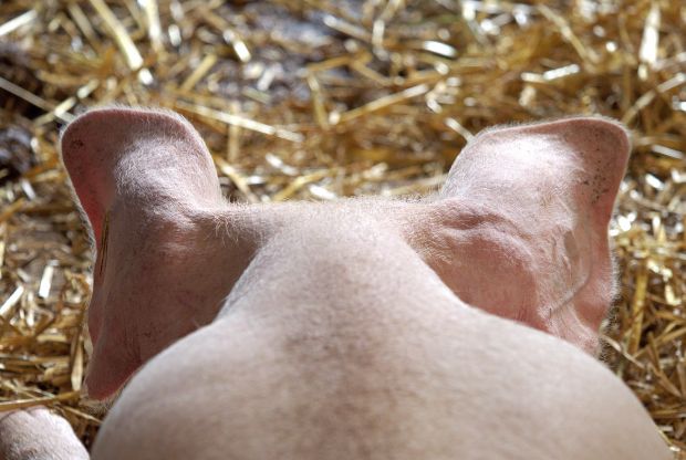 Von der Zucht bis zur Fütterung, über den Landwirt bis zum Schlachter tragen alle dazu bei, dass sich ein Schwein wohl fühlt. Von der Zucht bis zur Fütterung, über den Landwirt bis zum Schlachter tragen alle dazu bei, dass sich ein Schwein wohl fühlt.