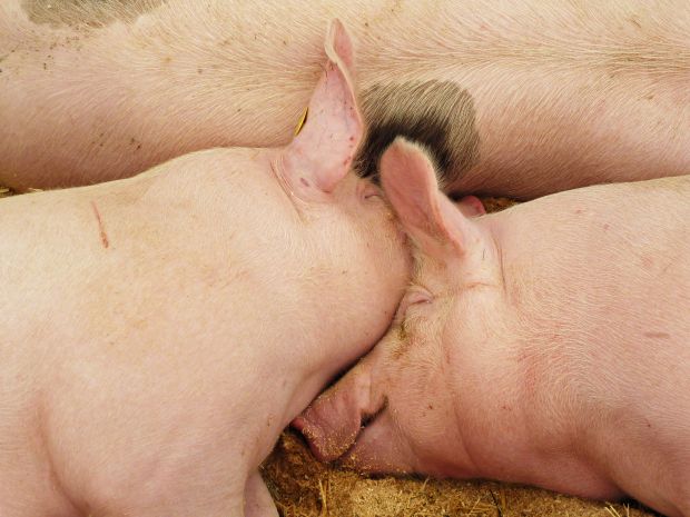 Schweine Schweine