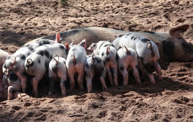 Der Nachwuchs hat Hunger. Der Nachwuchs hat Hunger.