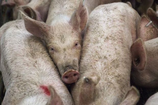 Die gestiegene Leitnotierung für Schlachtschweine sorgt für Unmut. Die gestiegene Leitnotierung für Schlachtschweine sorgt für Unmut.