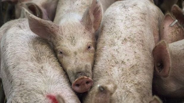 Das Schweineangebot ist saisonal unterdurchschnittlich. Begrenzte Erlösmöglichkeiten am Fleischmarkt verhindern dennoch einen Notierungsanstieg. Das Schweineangebot ist saisonal unterdurchschnittlich. Begrenzte Erlösmöglichkeiten am Fleischmarkt verhindern dennoch einen Notierungsanstieg.