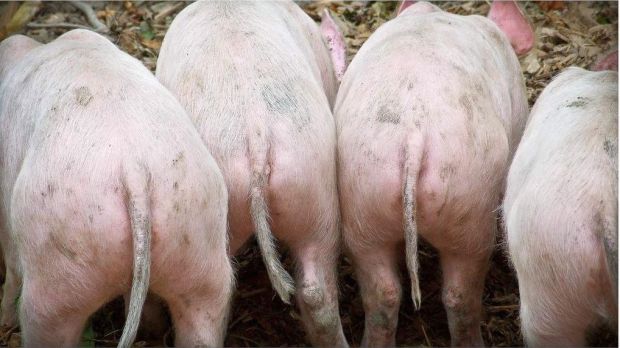 Das Angebot an schlachtreifen Schweinen bleibt auch in der laufenden Woche klein und scheint regional sogar noch etwas zurückzugehen. Das Angebot an schlachtreifen Schweinen bleibt auch in der laufenden Woche klein und scheint regional sogar noch etwas zurückzugehen.