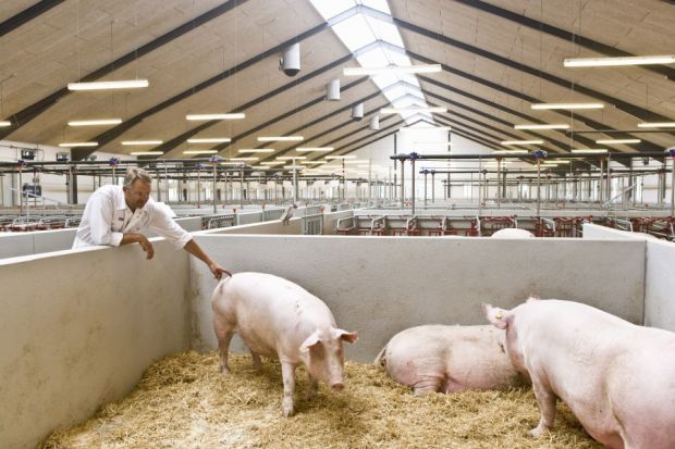 Weniger Schweine- und Geflügelhalter wollen Ställe bauen. Weniger Schweine- und Geflügelhalter wollen Ställe bauen.