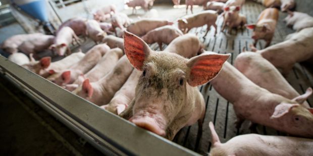 Blick in einen Schweinestall. Blick in einen Schweinestall.