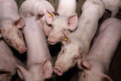 Blick in einen Schweinestall. Blick in einen Schweinestall.