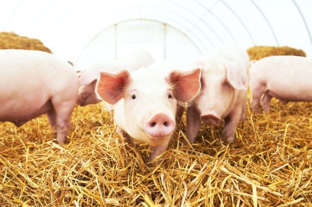 Bei der Haltung von Schweinen muss künftig zehn Prozent mehr Platz gewährt sowie zusätzliches Beschäftigungsmaterial zur Verfügung gestellt werden. Bei der Haltung von Schweinen muss künftig zehn Prozent mehr Platz gewährt sowie zusätzliches Beschäftigungsmaterial zur Verfügung gestellt werden.