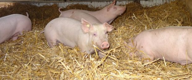 Schweinehaltung auf Stroh. Schweinehaltung auf Stroh.