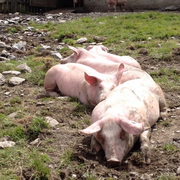 Nicht alle Schweine haben es derzeit so luftig wie hier auf 2.225 Metern Höhe. Die Weide gehört zur Upi-Alm in Südtirol. Nicht alle Schweine haben es derzeit so luftig wie hier auf 2.225 Metern Höhe. Die Weide gehört zur Upi-Alm in Südtirol.