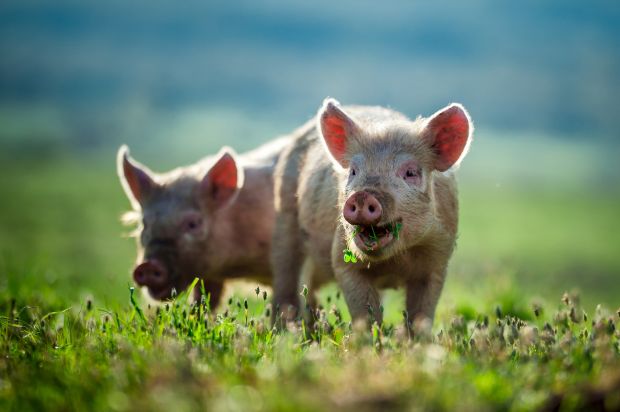 Steigende Notierungen für Schweine setzen die Fleischverarbeiter und das Fleischerhandwerk unter Druck. Steigende Notierungen für Schweine setzen die Fleischverarbeiter und das Fleischerhandwerk unter Druck.