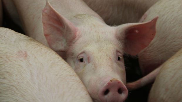 Wenn Tiere krank würden, müssten sie ohne Wenn und Aber behandelt werden, betonte die ISN. Wenn Tiere krank würden, müssten sie ohne Wenn und Aber behandelt werden, betonte die ISN.