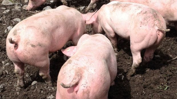 Schweine in Freilandhaltung. Schweine in Freilandhaltung.