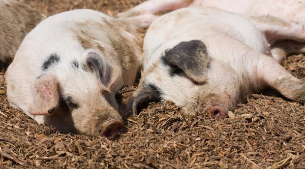 Der stockende Fleischabsatz wirkt sich zunehmend auf die Schlachtviehmärkte aus. Der stockende Fleischabsatz wirkt sich zunehmend auf die Schlachtviehmärkte aus.