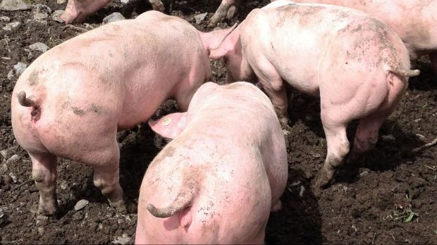 Der Schweinebestand geht im Vorjahresvergleich um 1,1 Prozent zurück. Der Schweinebestand geht im Vorjahresvergleich um 1,1 Prozent zurück.