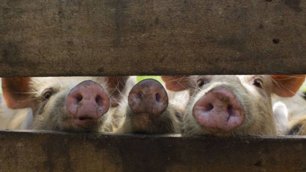 Neugierige Schweine. Neugierige Schweine.